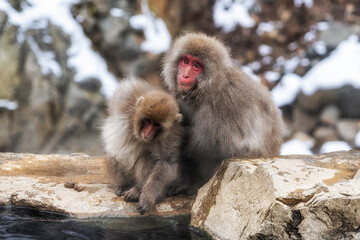 Snow monkey in Jigokudani monkey park