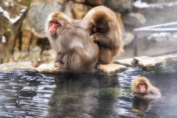 Obraz premium Snow monkey in Jigokudani monkey park