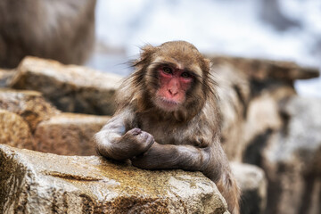 Snow monkey in Jigokudani monkey park