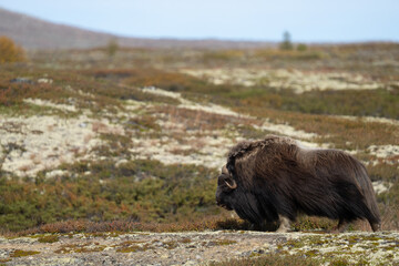 Musk Ox at Dovre in Norway