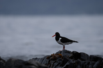 Sea bird in Norway
