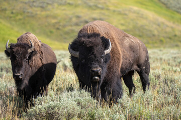 Bison in Yellowstone / USA