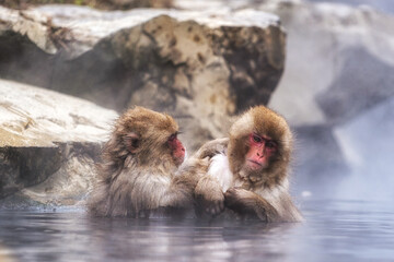 Naklejka premium Snow monkey in Jigokudani monkey park