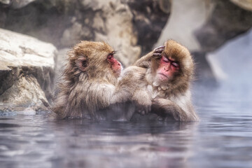 Fototapeta premium Snow monkey in Jigokudani monkey park