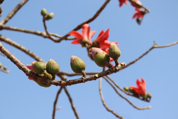  Blooming bombax ceiba or red cotton tree