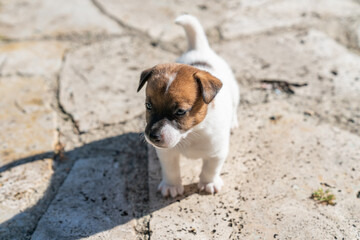 Puppies of jack Russell Terrier