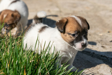 Puppies of jack Russell Terrier