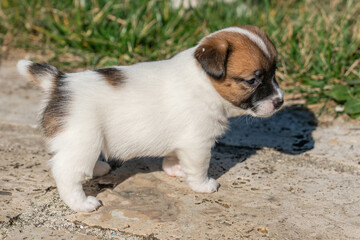 Puppies of jack Russell Terrier