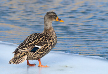 Mallard, Anas platyrhynchos. The male takes off from the surface of the river