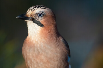 Blue   eyed jay