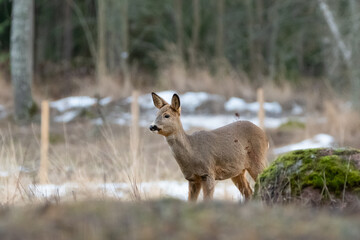 Lady roe deer