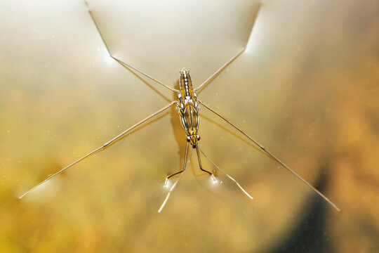 Water skittering bug species, Satara, Maharashtra&nbsp;