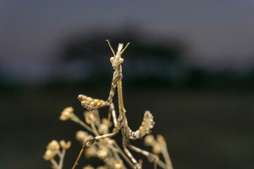 Grey preying mantis, empussa sp., Satara, Maharashtra 