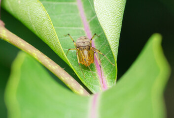 Faded Spitting spider,  Syctodes globula, Satara, Maharashtra