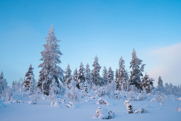 Snow covered trees