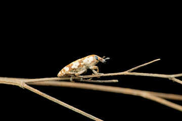 Spotted weevil species, Satara, Maharashtra 