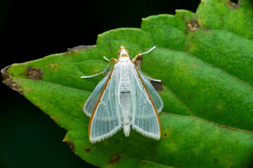 Palpita vitrealis, common name jasmine moth or white pearl, Satara, Maharashtra 