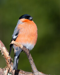 Mister bullfinch