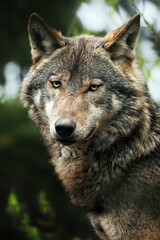 Naklejka na ściany i meble Eurasian Wolf (Canis lupus lupus)