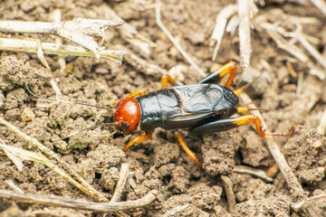 Red head field cricket, Satara, Maharashtra
