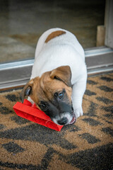 Jack Russell Terrier Dog