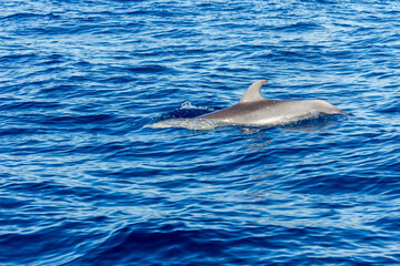 Naklejka premium Whale and dolphin watching from a boat at Los Gigantes Cliff, Tenerife, Canary Islands. Spain