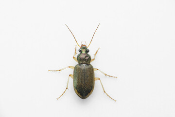 Ground beetle on white backgtound, Satara, Maharashtra 