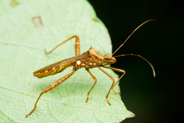 Grey stink bug species, Satara, Maharashtra
