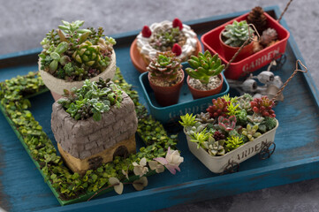 多肉植物の寄せ植え　手作りの鉢　