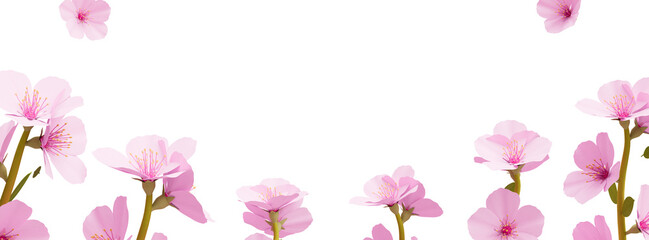 Fototapeta na wymiar Spring Sakura cherry blossoms banner cutout