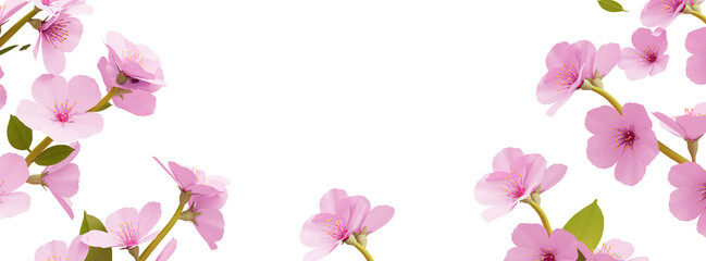 Spring Sakura cherry blossoms banner cutout