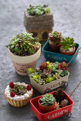 多肉植物の寄せ植え　手作りの鉢　