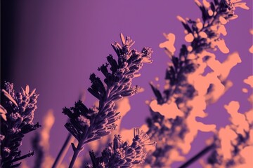  Lavender fields beautiful landscape created with Generative AI