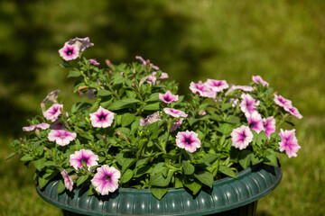 Petunias in a flowerpot