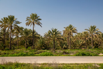 Obraz na płótnie Canvas Date Palm Plantation, Abpakhsh, Bushehr, Iran