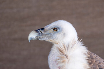 Portrait of alert griffon vulture .