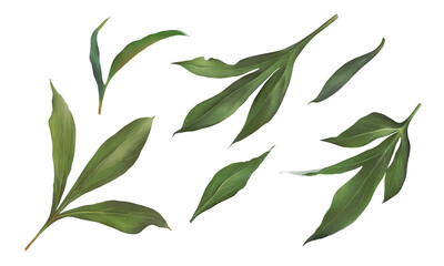 Peony green leaves watercolor illustrations set. Hand-drawn greenery twigs. Botanical illustrations set isolated on transparent background for wedding invitations, card design