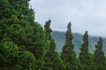 Obraz premium Medium view of pine trees (conifers) with heavy fog in the background
