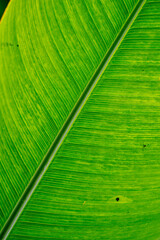 Close-up view of green banana leaves with spider accent on the left