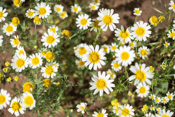 Flower clusters of a wild daisy, white, on a green field. Tenerife, Canary Islands, Spain
