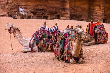 Petra tour
