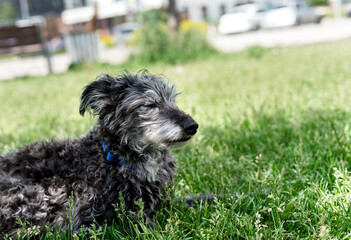 mixed breed dog bedlington terrier or bedlington whippet gray fluffy senior dog resting on green...