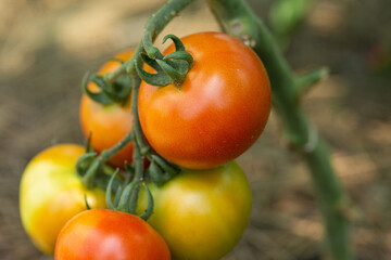 Growing tomatoes in high beds inside a greenhouse. Farming, drip irrigation.