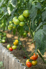 Growing tomatoes in high beds inside a greenhouse. Farming, drip irrigation.