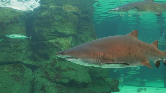 Massive Sand Tiger Shark glides past aquarium habitat window
