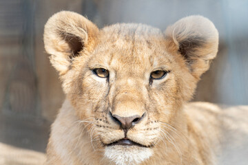 Young lion looking in the camera close up