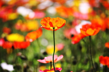 Fototapeta premium カラフルな背景と春の美しいポピーの花