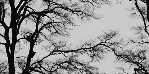 tree branches silhouette