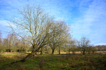 Höltigbaum im Frühling 