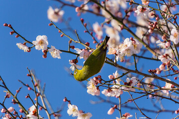 梅の花を吸蜜するメジロ